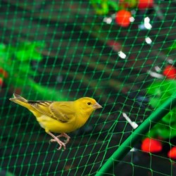 Rede anti-pássaros verde 2x5m - 4